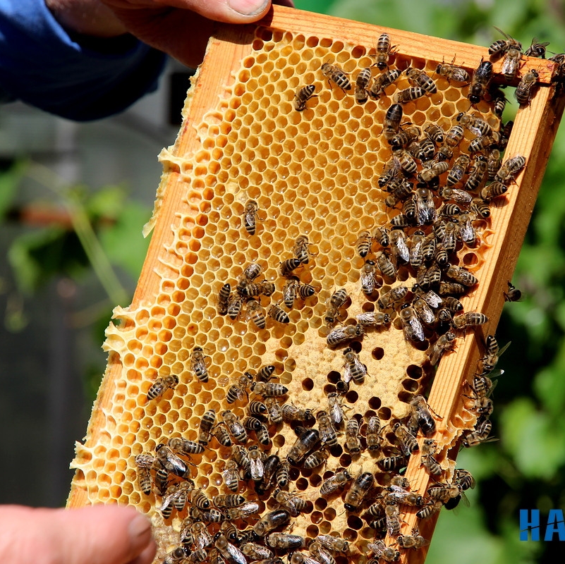 Пчеловодство в чувашии. Бортничество чувашей. Пасечные пчелы. Пасека горный алтай. Пчеловодство в чувашии.